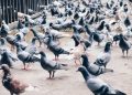 Cohabitation avec les animaux « urbains » : Entre vice, utilité et décor au quotidien