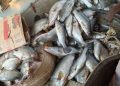 Diffa : plus de 10 000 tonnes de poisson frais d’une valeur de plus de 20 milliards de F CFA par an,