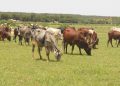 Tahoua : Un conflit entre éleveurs et agriculteurs fait trois morts et plusieurs blessés à Tamaské (Keita)