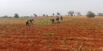 Tahoua : 1290 villages ont effectué les semis partiels à la deuxième décade du mois de juin 