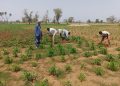 Tahoua : Plus de 1800 sur les 2000 villages agricoles ont effectué les semis partiels à la troisième décade du mois de juin 