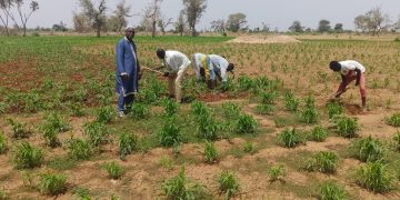Tahoua : Plus de 1800 sur les 2000 villages agricoles ont effectué les semis partiels à la troisième décade du mois de juin 
