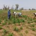Tahoua : Plus de 1800 sur les 2000 villages agricoles ont effectué les semis partiels à la troisième décade du mois de juin 
