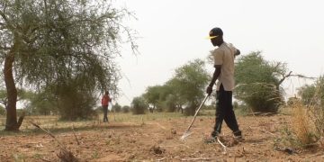 Tillabéri : 95 % des villages agricoles ont effectué des semis partiels de mil à la deuxième décade de juillet 2026