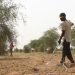 Tillabéri : 95 % des villages agricoles ont effectué des semis partiels de mil à la deuxième décade de juillet 2026