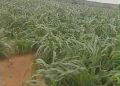 Tahoua : La campagne agricole 2026 définitivement installée sur l’ensemble de la Région