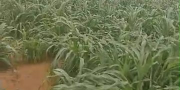 Tahoua : La campagne agricole 2026 définitivement installée sur l’ensemble de la Région