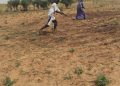 Diffa, campagne Agricole 2026 : 77 villages déjà ensemencés malgré un démarrage plus lent qu’en 2025