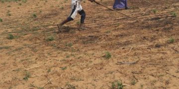 Diffa, campagne Agricole 2026 : 77 villages déjà ensemencés malgré un démarrage plus lent qu’en 2025