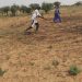 Diffa, campagne Agricole 2026 : 77 villages déjà ensemencés malgré un démarrage plus lent qu’en 2025