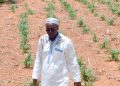 Tahoua : La campagne agricole 2026 s’est largement installée à la première décade du mois de juillet