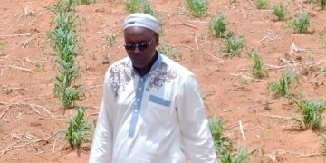 Tahoua : La campagne agricole 2026 s’est largement installée à la première décade du mois de juillet