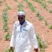 Tahoua : La campagne agricole 2026 s’est largement installée à la première décade du mois de juillet