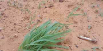 Diffa : la campagne agricole progresse malgré des semis encore en retard par rapport à l’année précédente